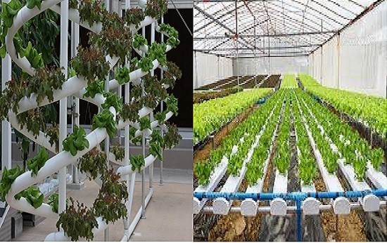 ORGANIC AND HYDROPONIC FARMING
